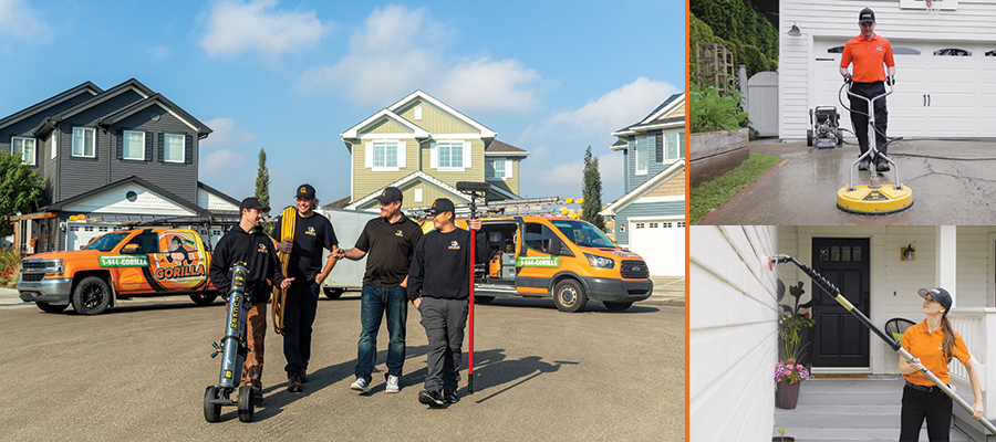 gorrila Header-Image-900X400