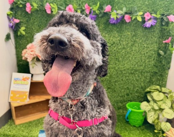 Doglovers Playground: creating Canada's ultimate one-stop destination for dogs